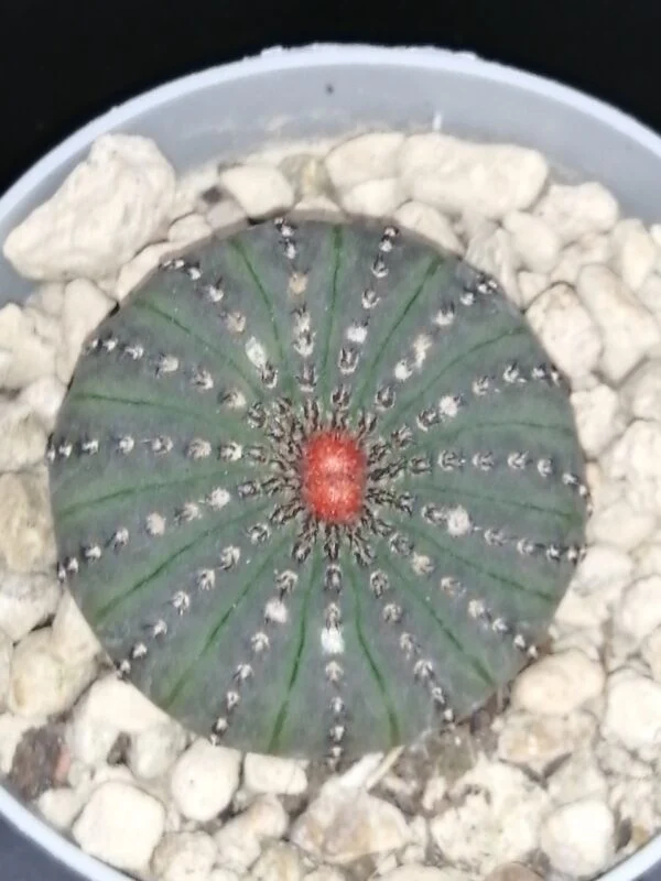 Frailea castanea, pianta da interno