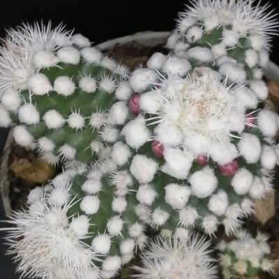 Mammillaria gracilis oruga