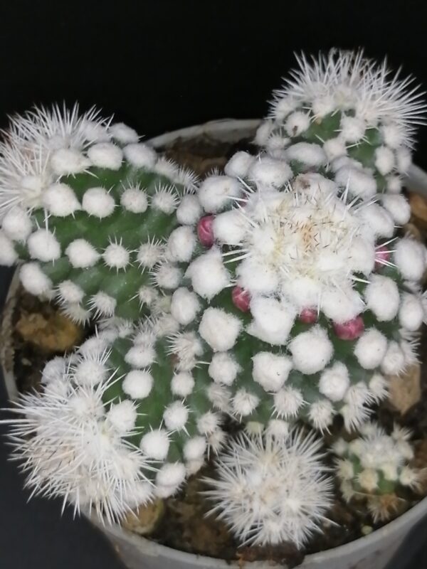 Mammillaria gracilis oruga