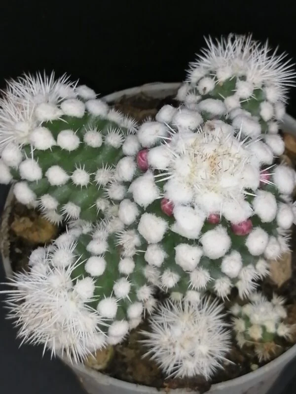 Mammillaria gracilis oruga, pianta da interno