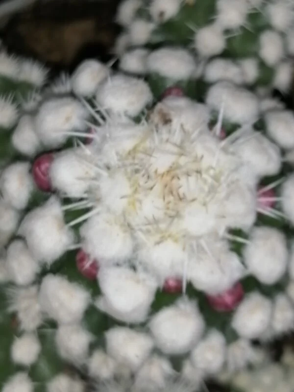 Mammillaria gracilis oruga, foto 2