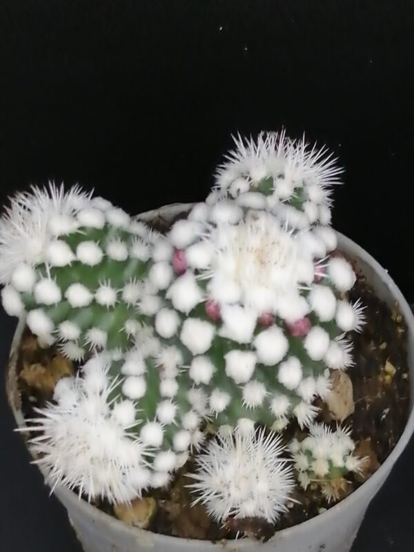 Mammillaria gracilis oruga - immagine 3