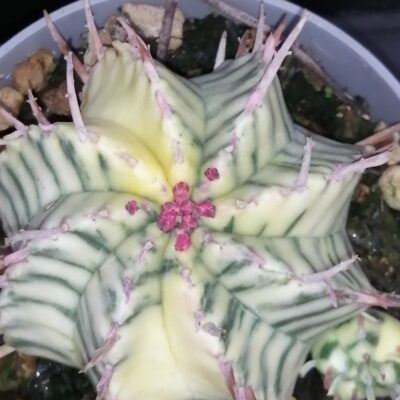 Euphorbia meloformis variegata