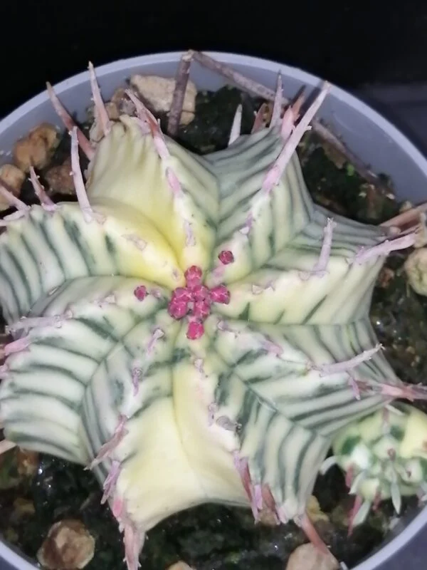 Euphorbia meloformis variegata, pianta da interno