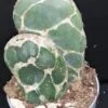 Opuntia reticulata Cobra, pianta da interno