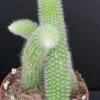 Hildewintera colademononis, pianta da interno