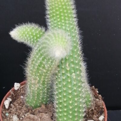 Hildewintera colademonis