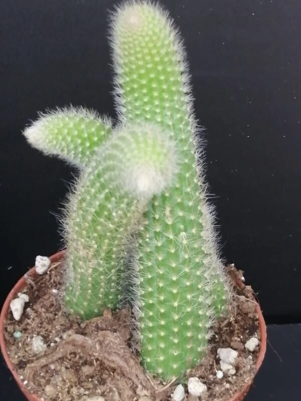 Hildewintera colademononis, pianta da interno
