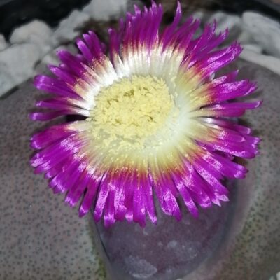 Pleiospilos nelii Royal Flush