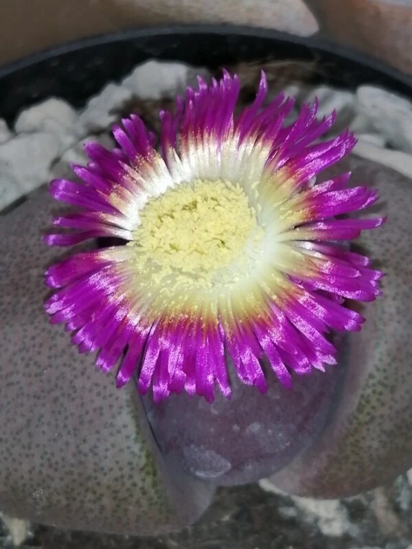 Pleiospilos nelii Royal Flush, pianta da interno