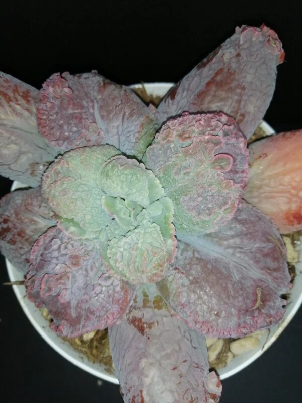 Echeveria linguas, pianta da interno e da esterno
