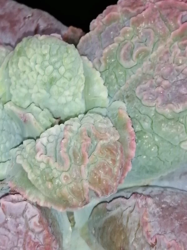 Echeveria linguas, foto 3