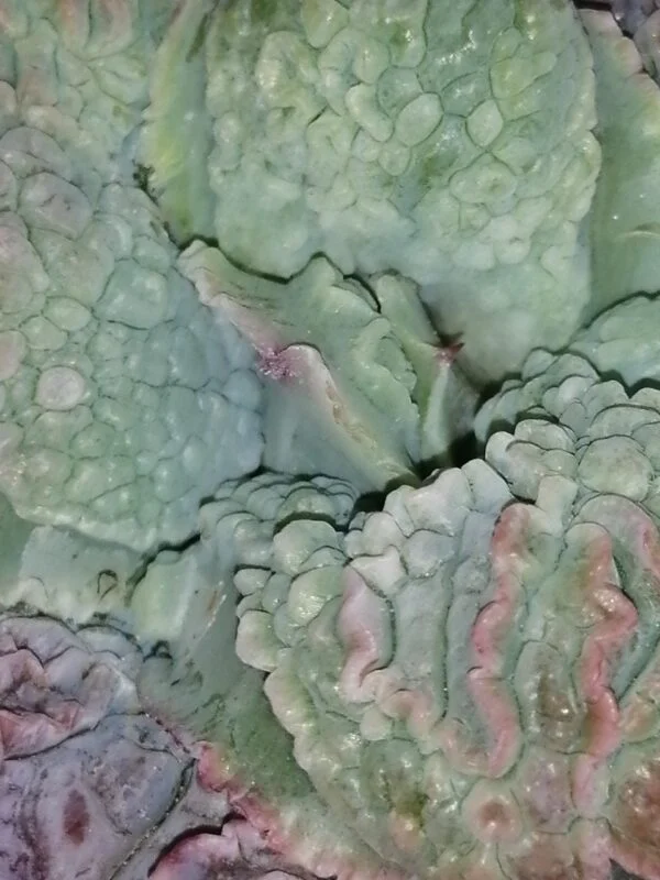 Echeveria linguas, foto 2