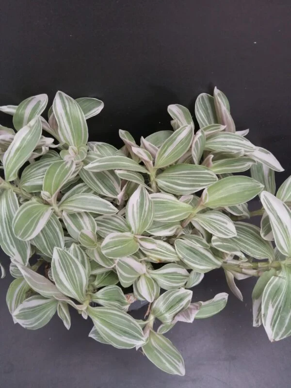 Tradescantia White Cobra, pianta da interno e da esterno