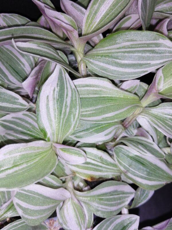 Tradescantia White Cobra - immagine 2