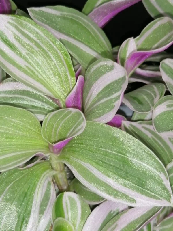 Tradescantia Rosa Sunrise, foto 2