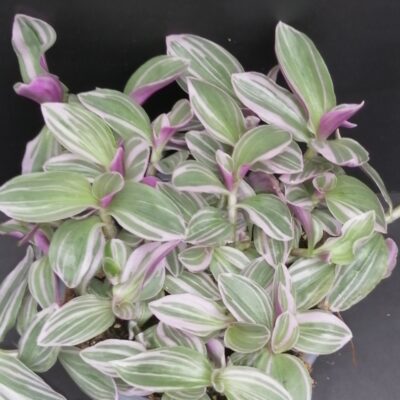 Tradescantia  Rosa Sunrise