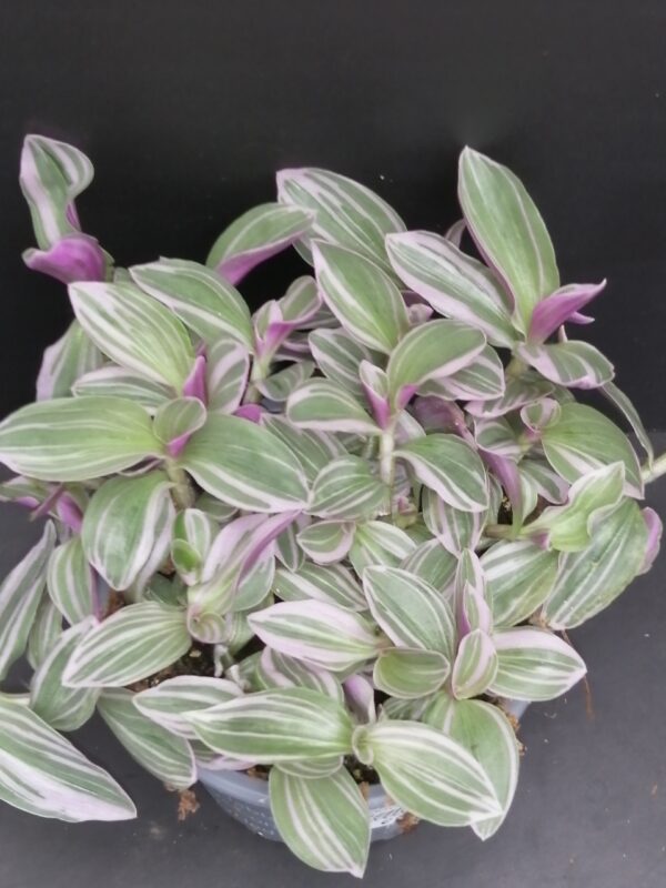 Tradescantia  Rosa Sunrise