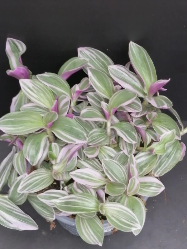 Tradescantia Rosa Sunrise, pianta da interno e da esterno