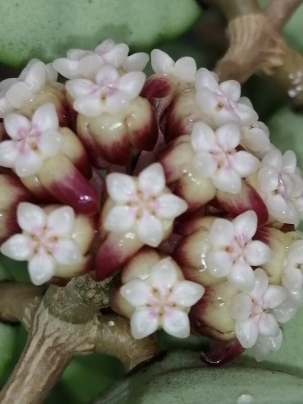 Hoya callistophylla Sabah, foto 2