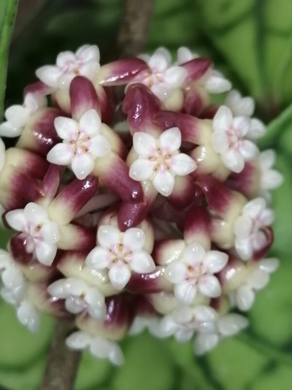 Hoya callistophylla Kal, foto 4