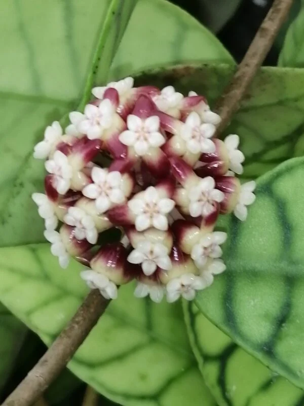 Hoya callistophylla Kal, foto 6