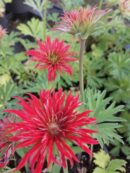 Anemone fulgens Multipetala