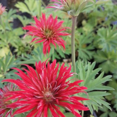 Anemone fulgens Multipetala