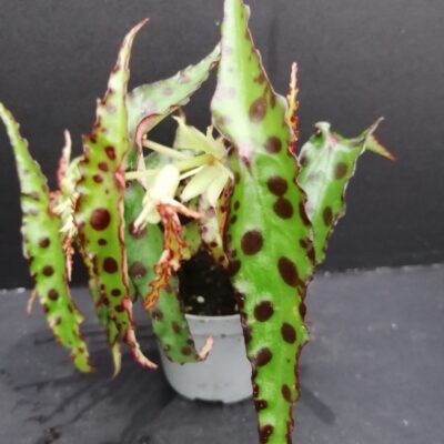 Begonia amphioxous Butterfly