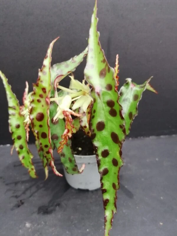 Begonia amphioxus Butterfly, pianta da interno