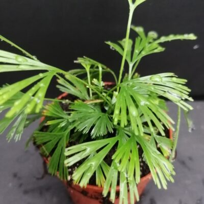 Actiniopteris radiata