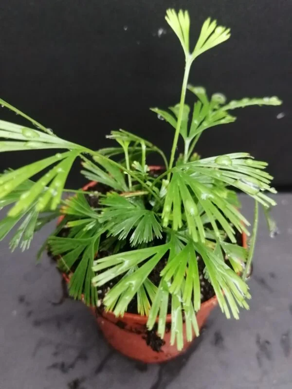 Actiniopteris radiata, pianta da interno
