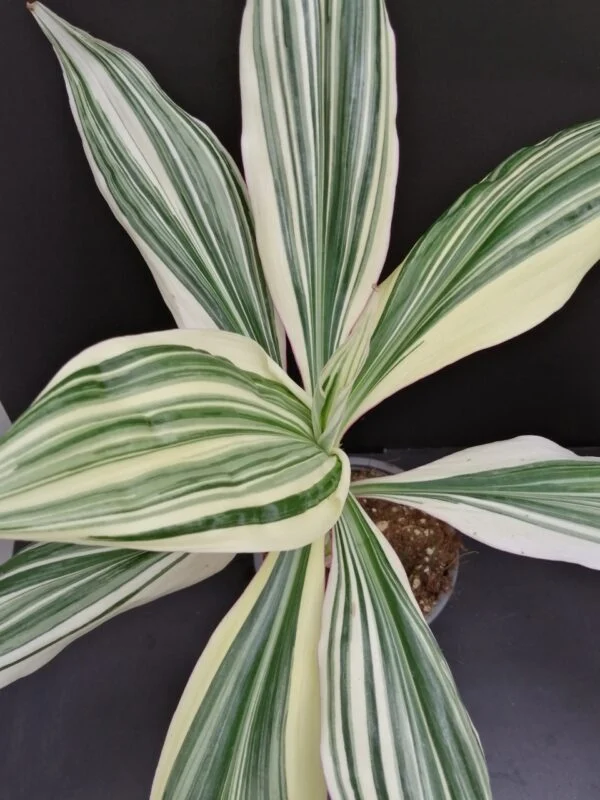Campelia zanonia 'Mexican Flag', Tradescantia zanonia Mexican Flag, foto 2