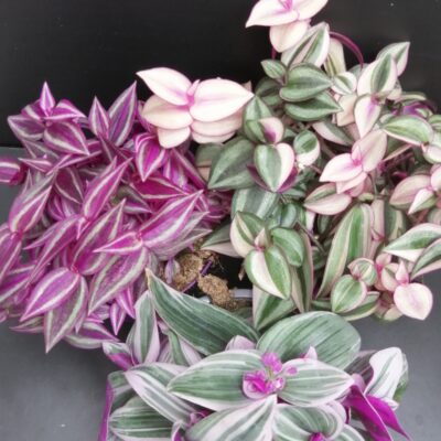 Tradescantia collezione 2