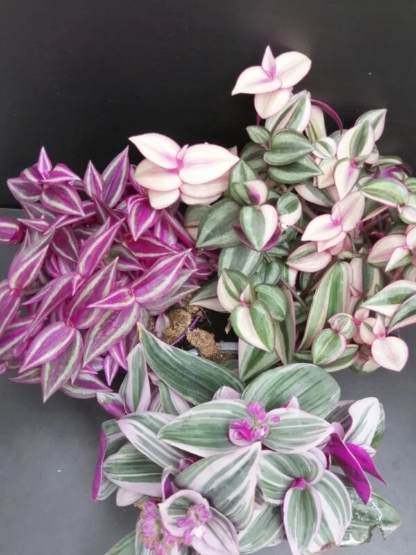 Tradescantia collezione 2, pianta da interno e da esterno