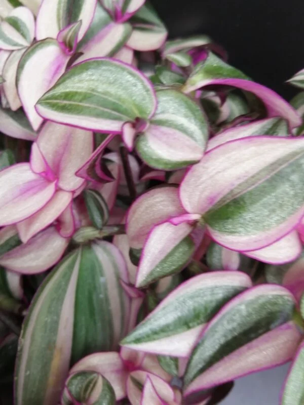 Tradescantia collezione 2, foto 2