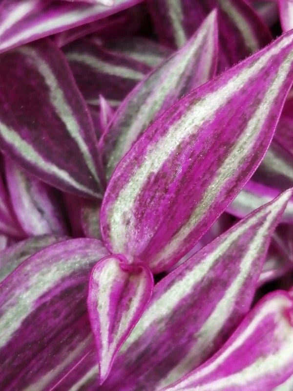 Tradescantia collezione 2, foto 3