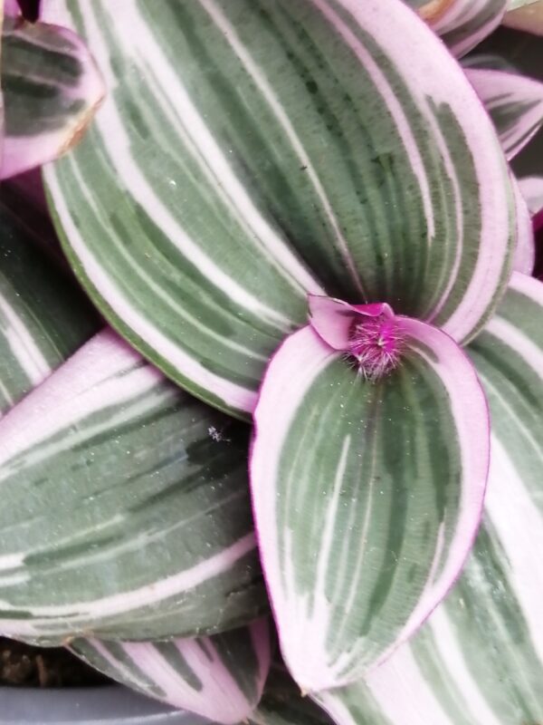 Tradescantia collezione 2 - immagine 4