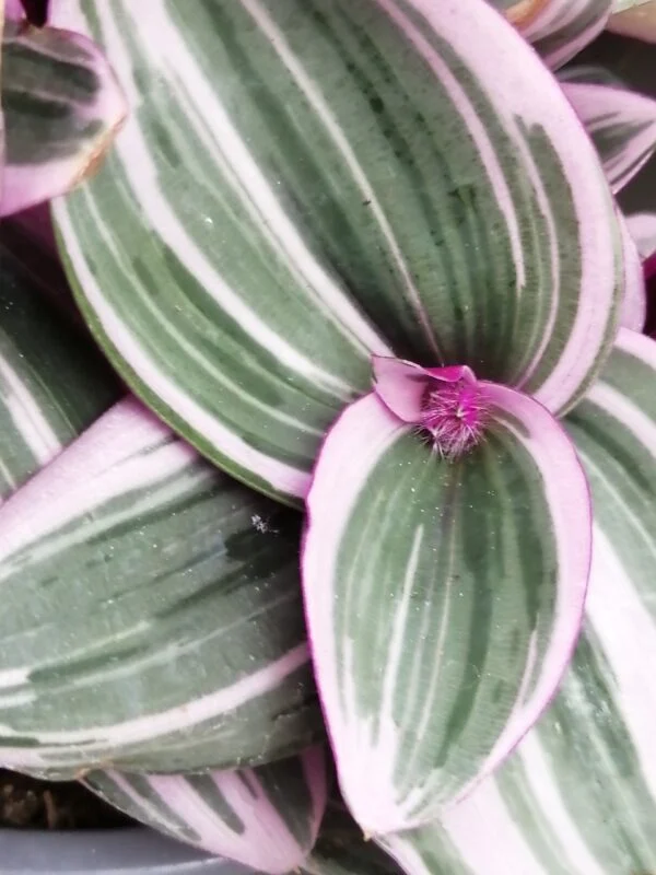 Tradescantia collezione 2, foto 4