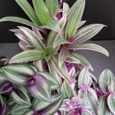Tradescantia collezione 1