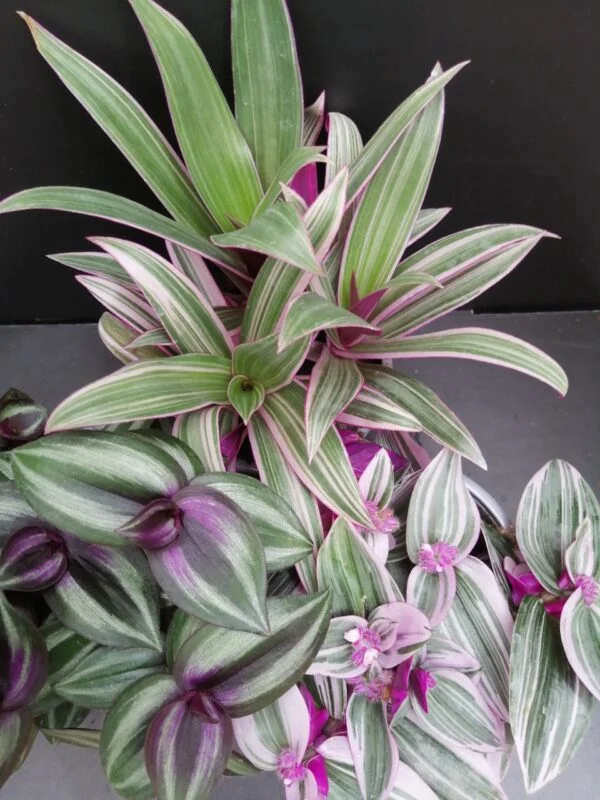 Tradescantia collezione 1, pianta da interno e da esterno