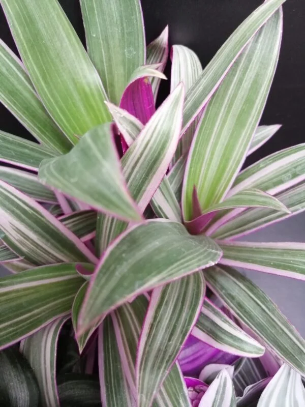 Tradescantia collezione 1, foto 2