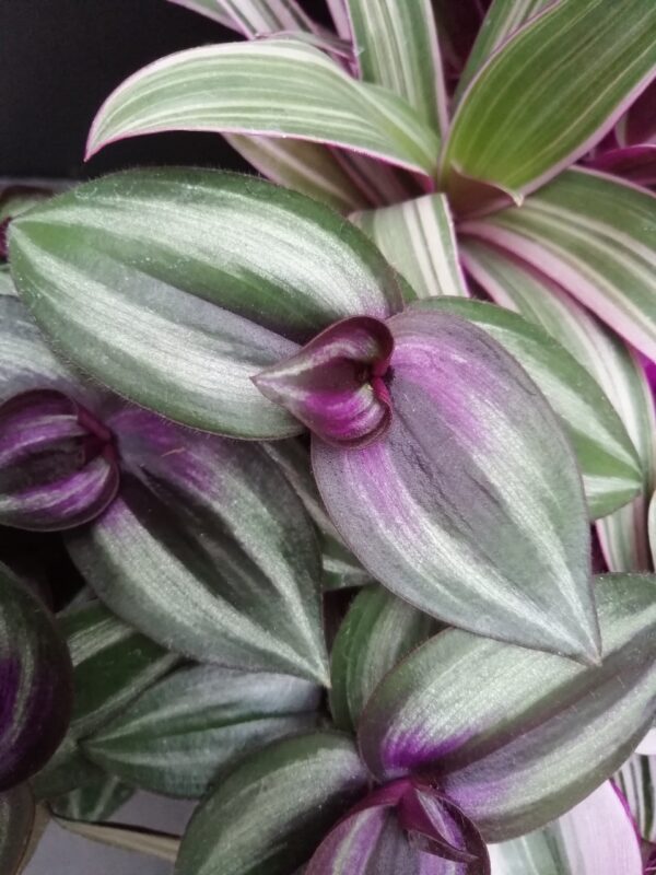 Tradescantia collezione 1 - immagine 3