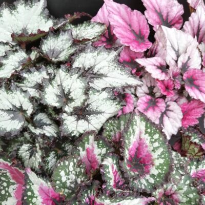 Begonia rex collezione 2