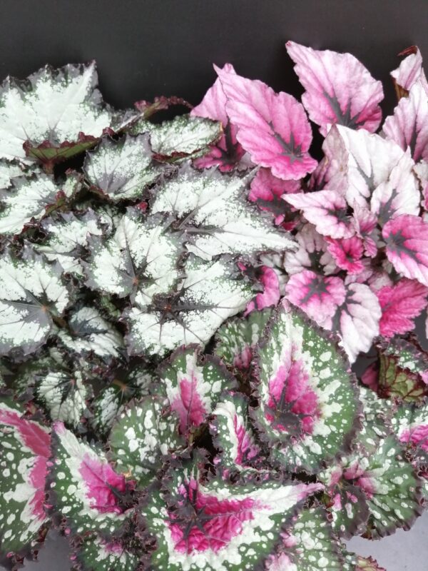 Begonia rex collezione 2