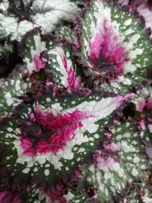 Begonia rex collezione 2 - immagine 3