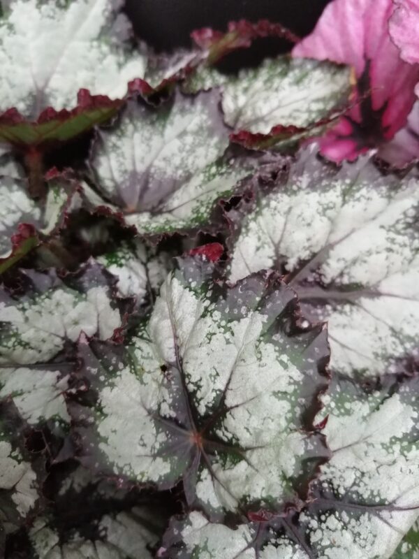 Begonia rex collezione 2 - immagine 2