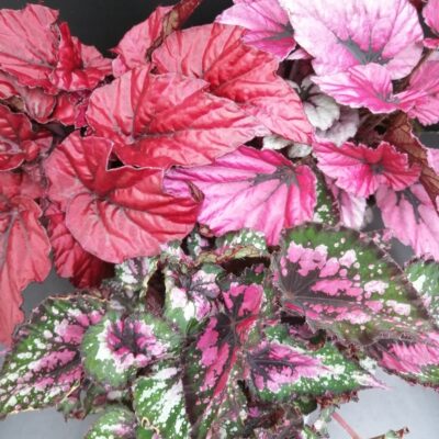 Begonia rex collezione 1
