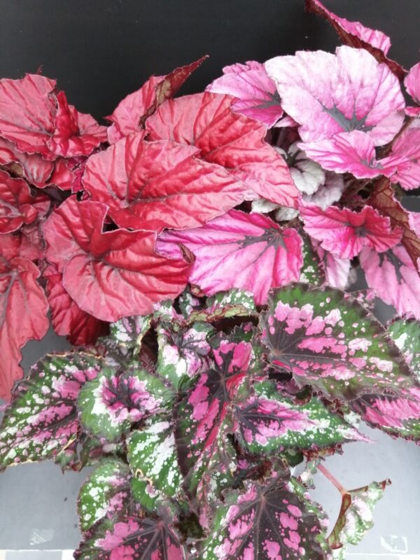 Begonia rex collezione 1