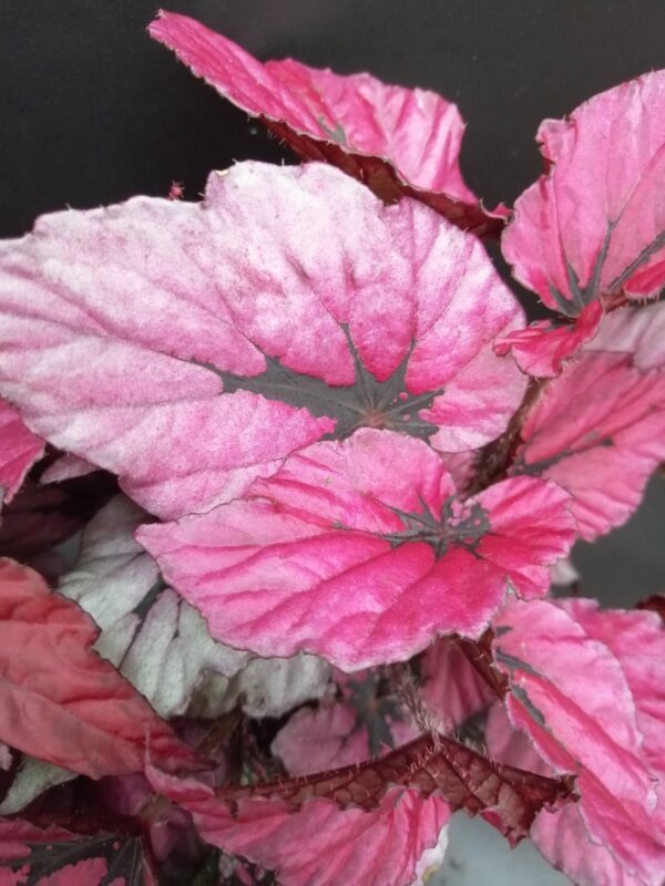 Begonia rex collezione 1 - immagine 2